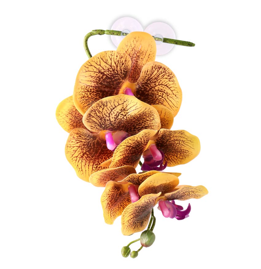 Pangea Hanging Orchids 13"