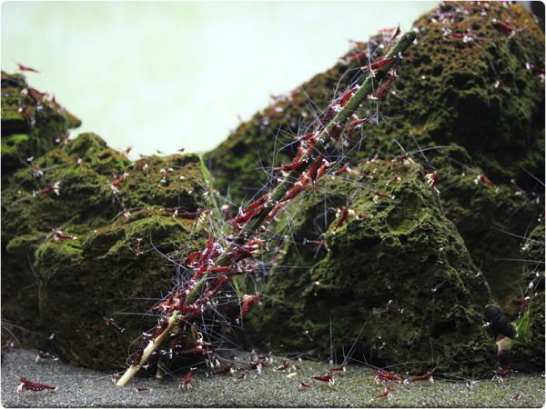 GlasGarten Shrimp Lollies - Moringa Power