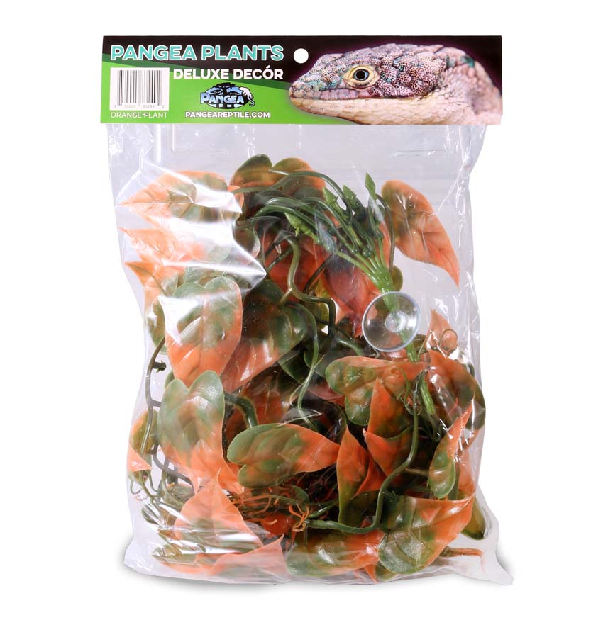 Pangea Hanging Plants