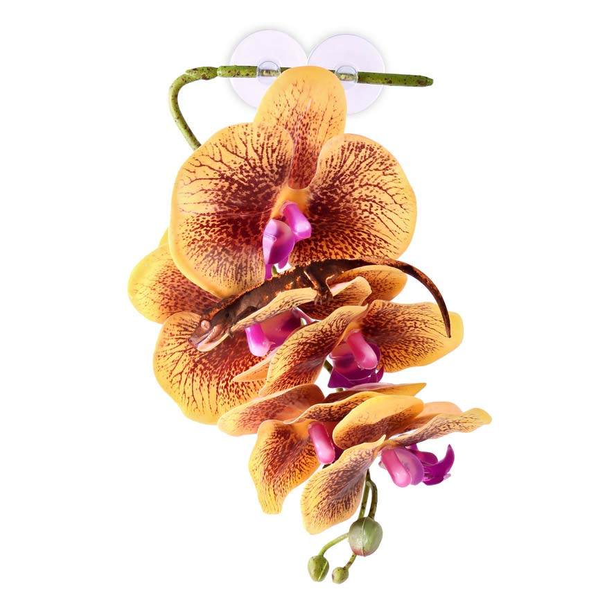 Pangea Hanging Orchids 13"
