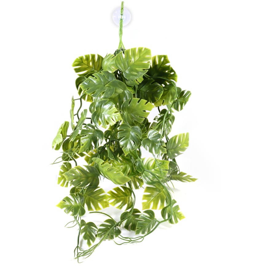 Pangea Hanging Plants