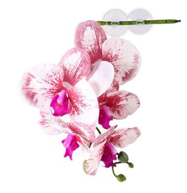 Pangea Hanging Orchids 13"