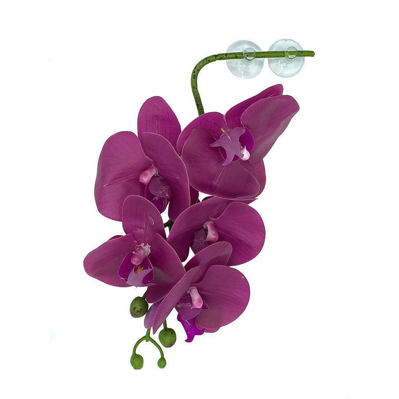 Pangea Hanging Orchids 13"