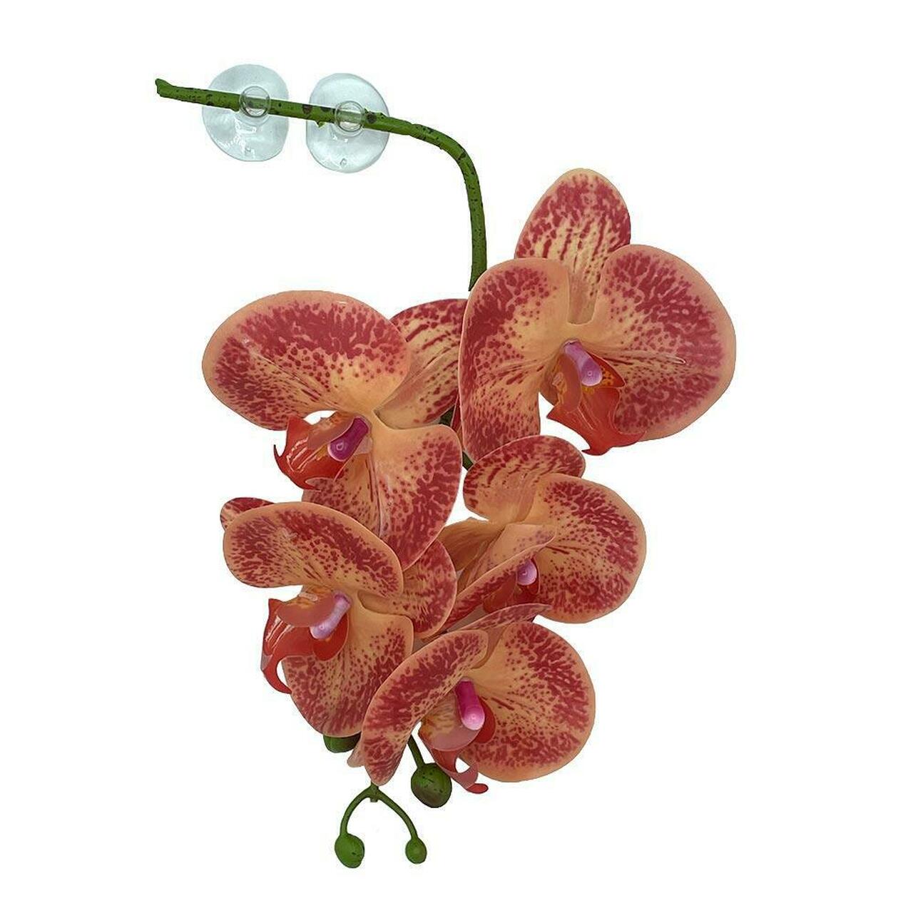 Pangea Hanging Orchids 13"