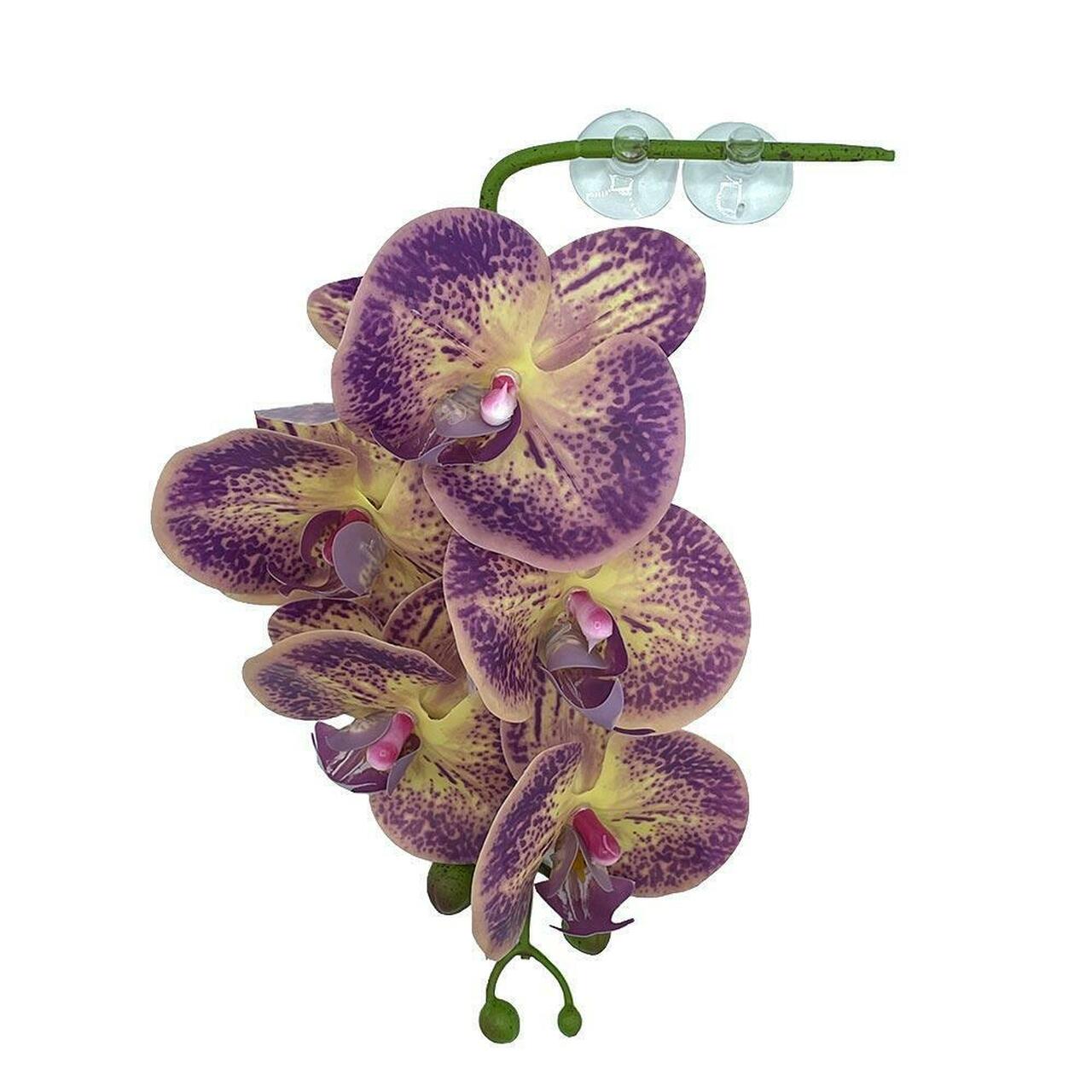 Pangea Hanging Orchids 13"