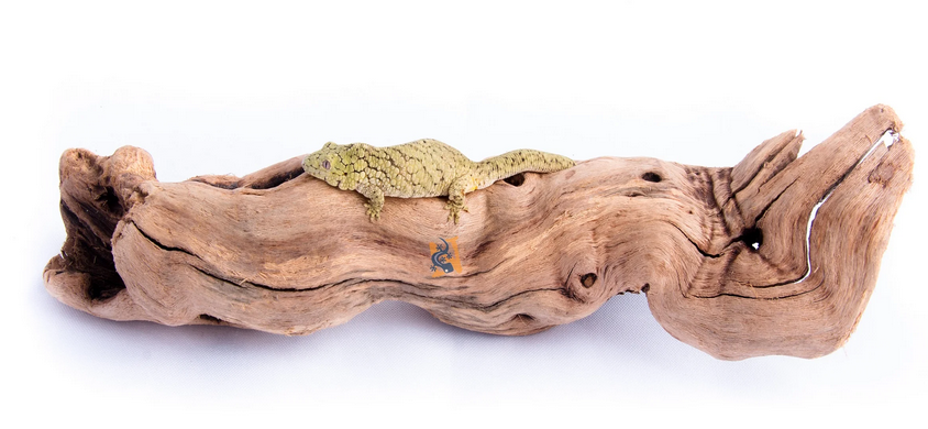 Aquaglobe Grapevine Wood