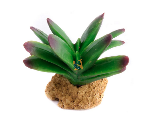 Aquaglobe Pillansi Cactus 3"