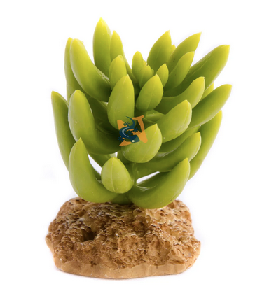 Aquaglobe Hybrid Cactus 4"