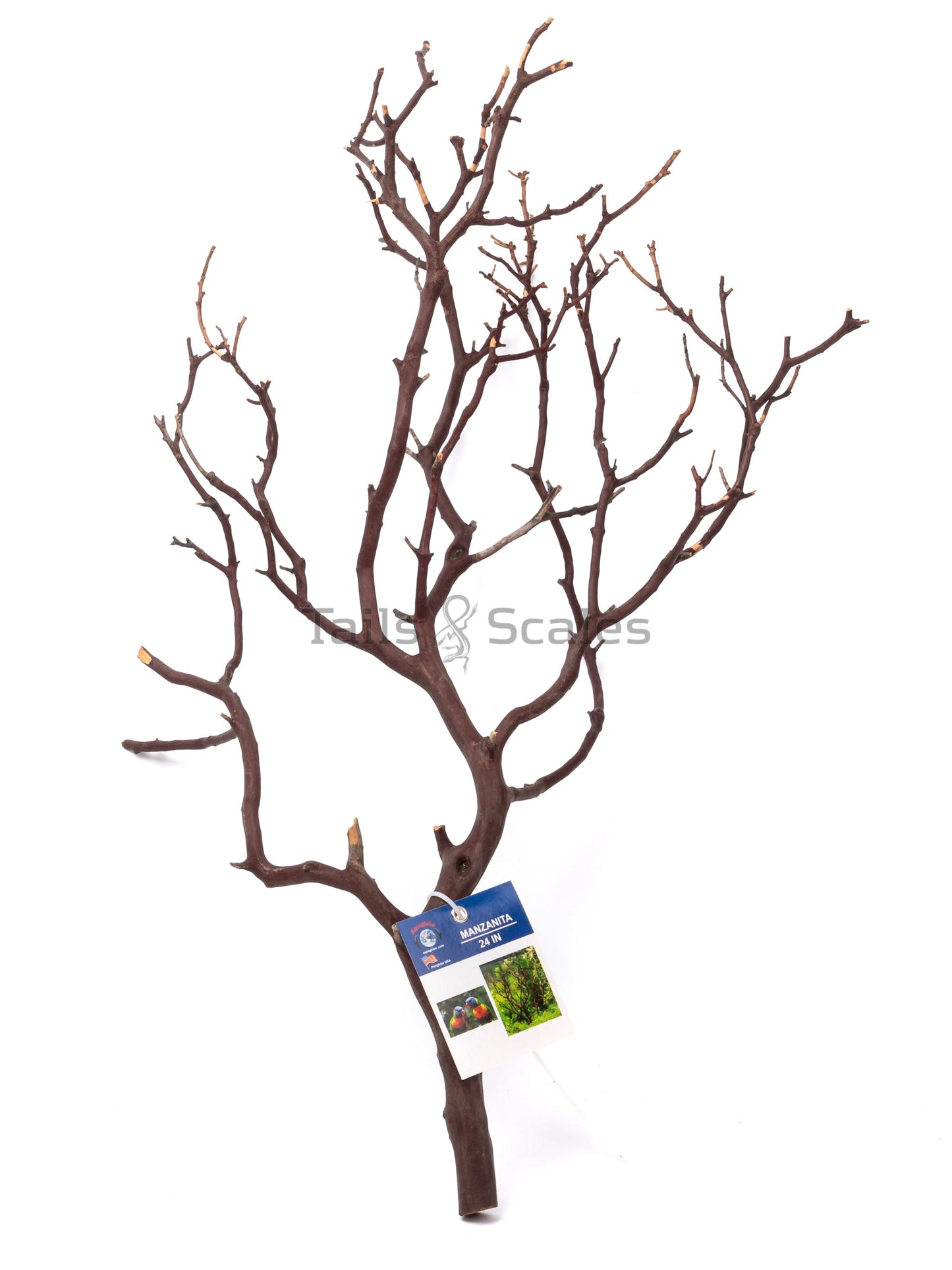 Aquaglobe Manzanita Branch