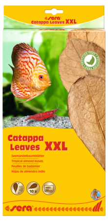 Sera Catappa Leaves (10-Pack)