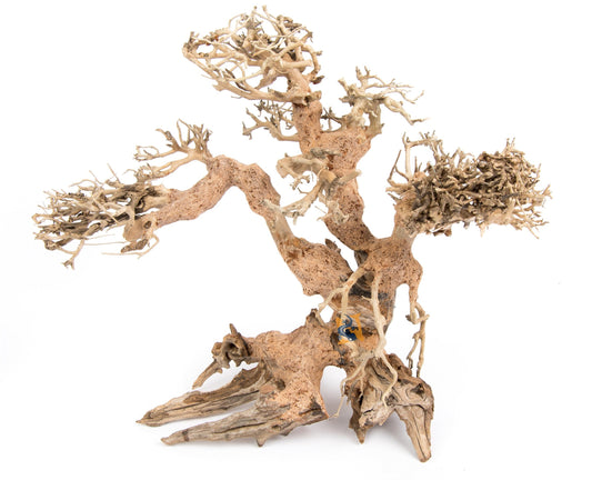 Aquaglobe Dragonwood