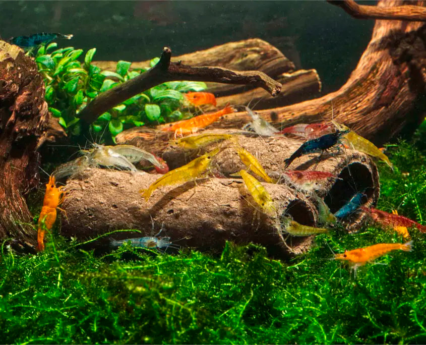 GlasGarten Crispy Caves - Edible Shrimp Caves - Small