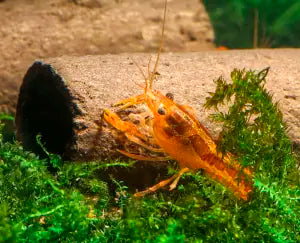 GlasGarten Crispy Caves - Edible Shrimp Caves - Small