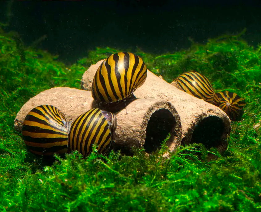 GlasGarten Crispy Caves - Edible Shrimp Caves - Medium