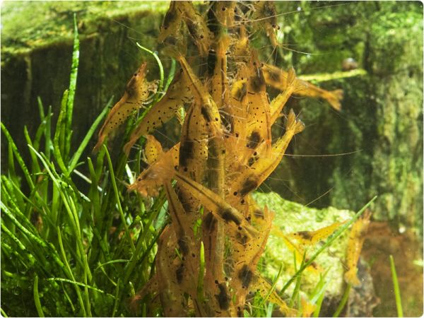 GlasGarten Shrimp Lollies - Artemia Power